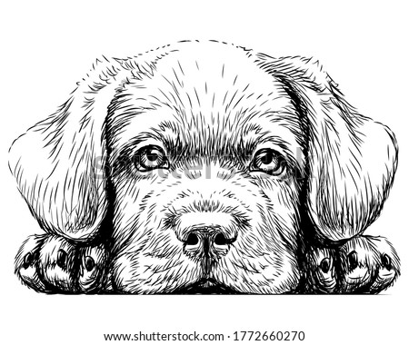 Labrador puppy. Sticker on the wall in the form of a graphic hand-drawn sketch of a dog portrait. 商業照片 © 