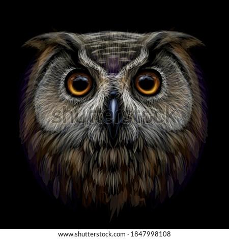 Long-eared Owl. Color, graphic  portrait of an owl on a black background. Digital vector drawing