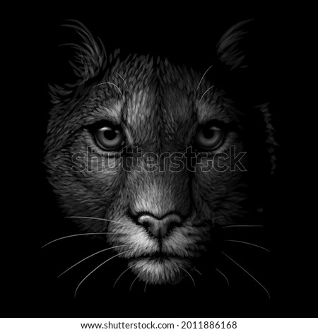 Mountain Cougar. Monochrome portrait of a mountain lion on a black background. Digital vector graphics.