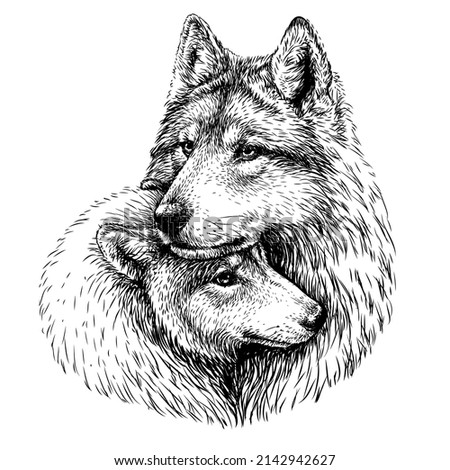 Wolves. Black and white, graphic portrait of a pair of wolves on a white background in sketch style. Digital vector graphics.