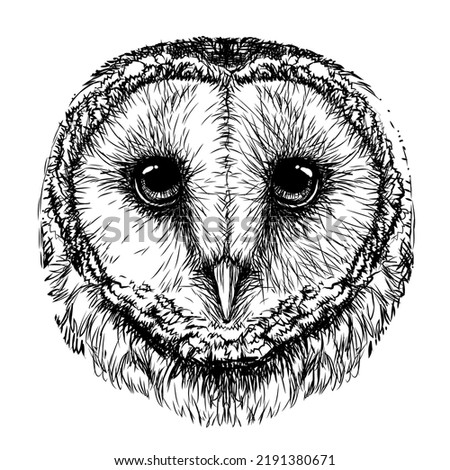 Realistic Barn Owl Drawing | Free download on ClipArtMag