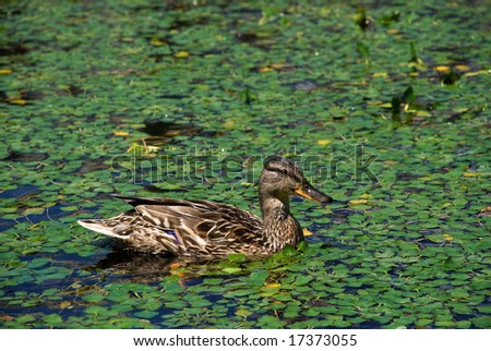 Similar – Image, Stock Photo Lilly portrait Profile