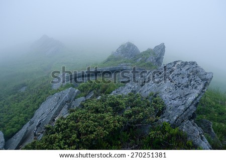 Foggy morning at the mountain peak with blue light and fog and yellow flower