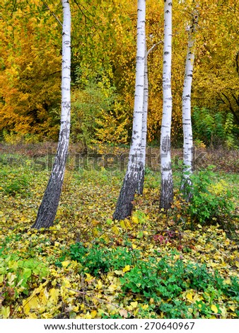 Four birches on the edge of a wood soaked with yellow fallen leaves and autumn grass