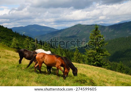 Well fed horses on the mountain pasture feeding on the grass field