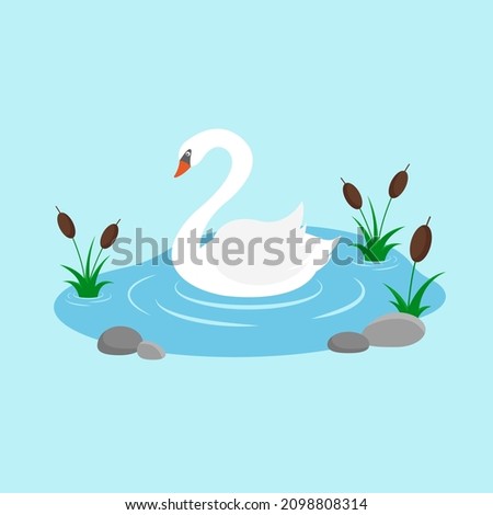 Swan swimming in the lake with reeds. Swan cartoon character. Flat style. Vector illustration