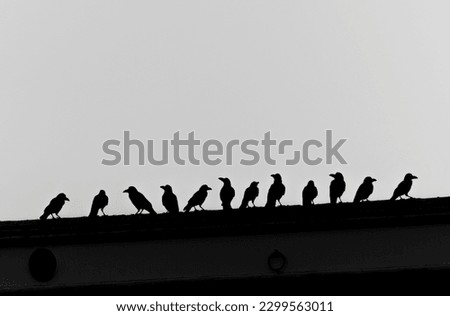 Similar – Image, Stock Photo crow sitting on a power line. bird looking to river early morning, wire line and bird silhouette, golden sunrise