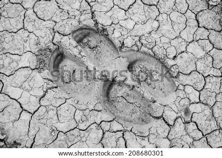 footprint of something on the crack ground