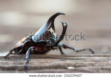Rhinoceros beetle, Rhino beetle, Hercules beetle, Unicorn beetle, Horn beetle isolated