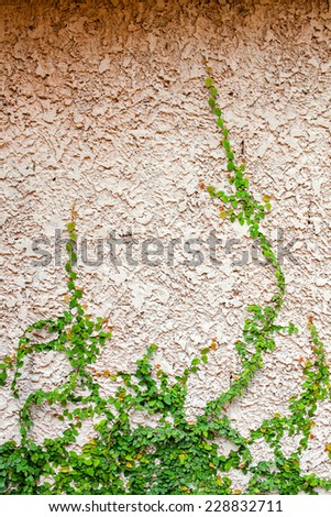 Empty wall with leaf side of frame - vintage effect style picture