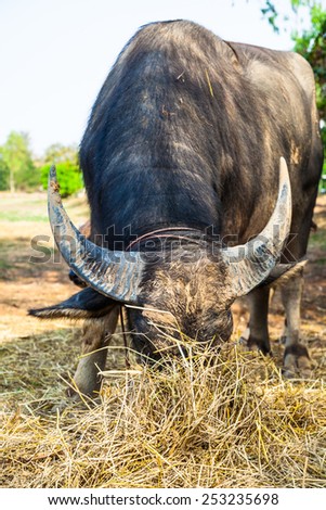 A big buffalo with the beautiful horn