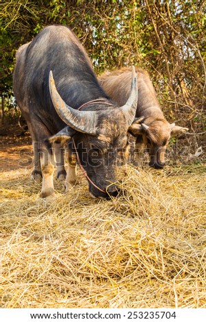 A big buffalo with the beautiful horn