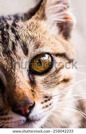 Domestic cat portrait, close up, cat face close up, angry cat, domestic cat, serious cat, cat portrait
