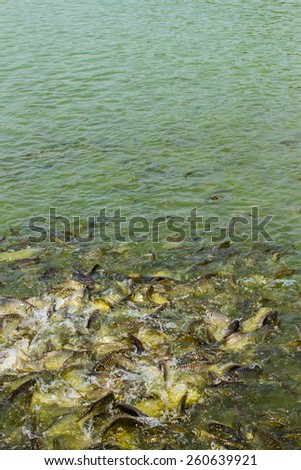 image of feeding many of wild carp fish in pond.