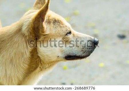 puppy look at camera, close up dog eye, feel he very happy and smile with, dog live at thailand\'s temple