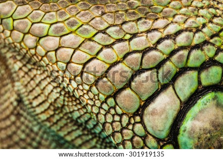 colorful iguana reptile skin, close up