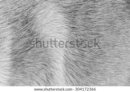 Background dog fur