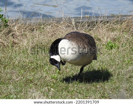 Image, Stock Photo Windfowlers at the Darss West Beach