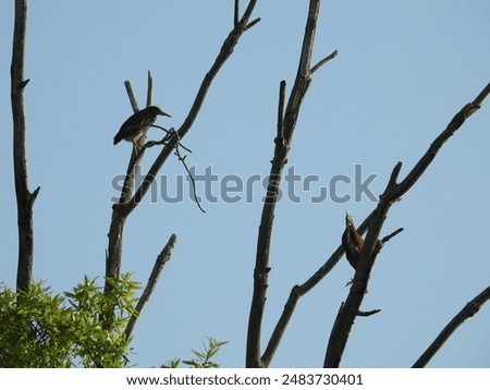 Similar – Image, Stock Photo Herons high up in the tree