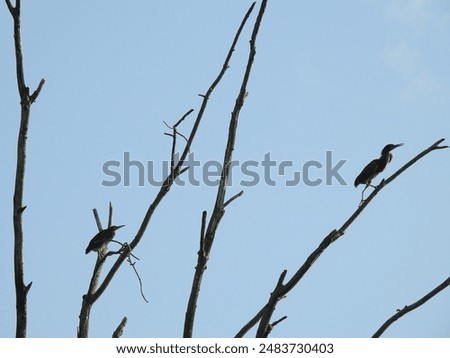 Similar – Image, Stock Photo Herons high up in the tree