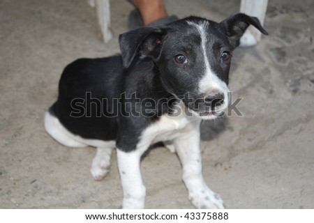 black and white puppy mixed breed female