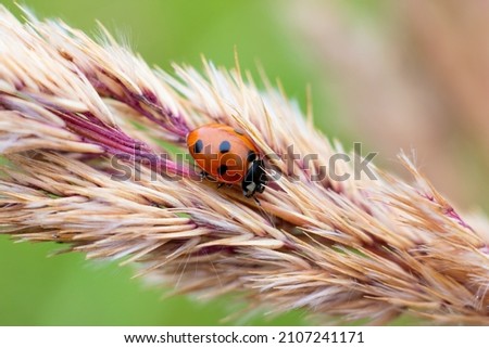 Little red dotted lady bug insect is sitting on spica bush grass Zdjęcia stock © 