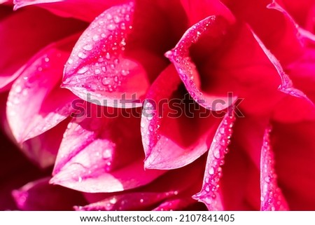 Similar – Image, Stock Photo Many small glowing raindrops on the branches of a conifer