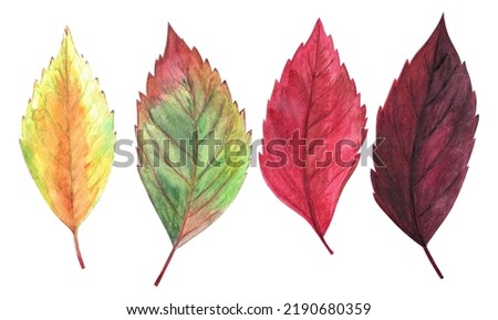 Watercolor hand drawn painted red, orange, burgundy, vinous, yellow, green colored autumn season leaves set. Isolated aquarelle web design element. Foto d'archivio © 