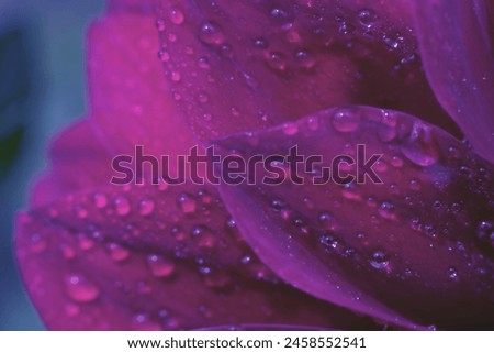 Similar – Image, Stock Photo Many small glowing raindrops on the branches of a conifer