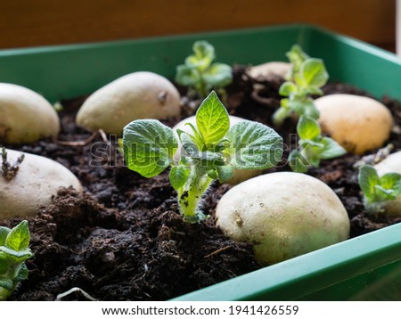 image shows how to prepare potatoes for planting; how to chitting or pre sprouting potatoes in tray; potato eyes producing young sprouts for home grown potatoes;  greensprouting,