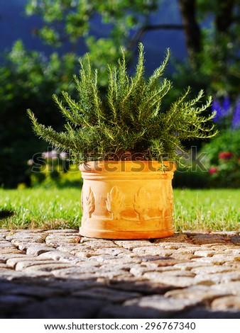 terracotta container with fresh rosemary in front of garden scene