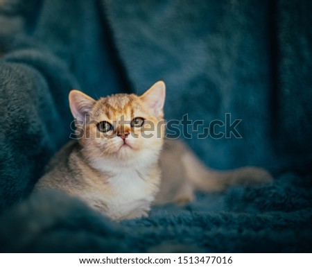 Shutterstock Puzzlepix