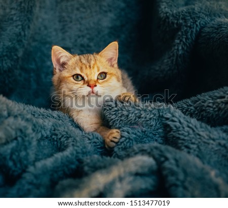 Shutterstock Puzzlepix