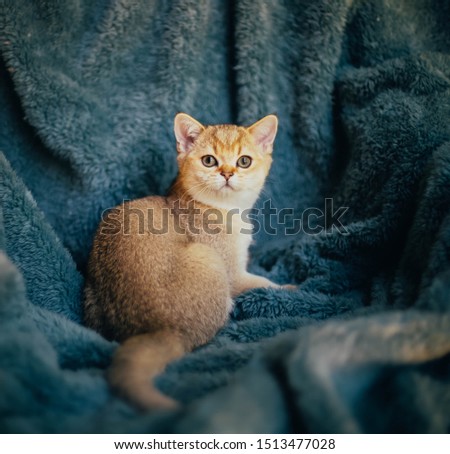 Shutterstock Puzzlepix