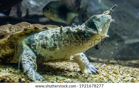 The mata mata is a freshwater turtle found in Wetlands South America, primarily in the Amazon.
 a large, sedentary turtle with a large, triangular, flattened head with many tubercles and flaps of skin Zdjęcia stock © 