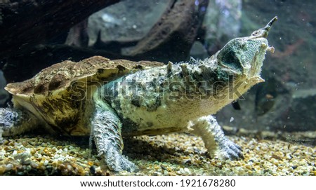 The mata mata is a freshwater turtle found in Wetlands South America, primarily in the Amazon.
 a large, sedentary turtle with a large, triangular, flattened head with many tubercles and flaps of skin Zdjęcia stock © 