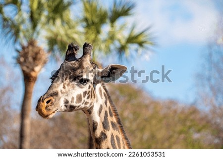 Similar – Image, Stock Photo big blotch like a speech bubble on the front of a house