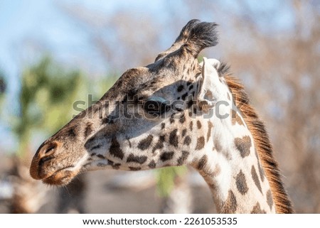 Similar – Image, Stock Photo big blotch like a speech bubble on the front of a house