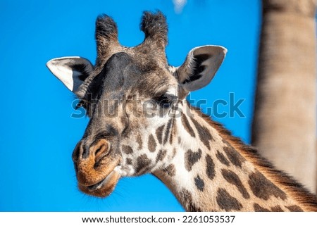 Similar – Image, Stock Photo big blotch like a speech bubble on the front of a house