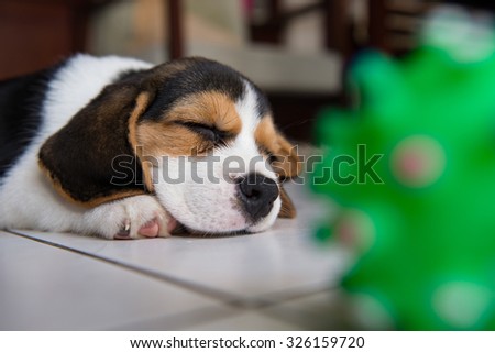 beagle puppy, beagle  puppy sleeping