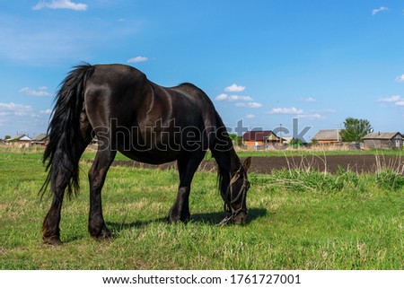 Similar – Foto Bild Wunderschöne trächtige Stute mit farbenfrohem Fell auf der Wiese, die auf die Geburt ihrer Fohlen wartet