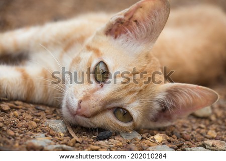Cat lying on the ground and looking for you