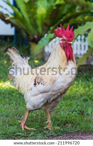 White hen on a green background