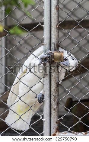 Cockatoo trapped in a steel cage.\
bite the key because it\'s want fly to freedom.