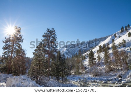 Scene showing trees covered in snow with the rays of the sun shining through