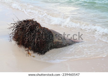 The palm tree trunk Dominican republic/rest in waters of the Atlantic Ocean
