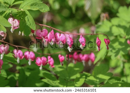 Image, Stock Photo flower bud Nature bleed