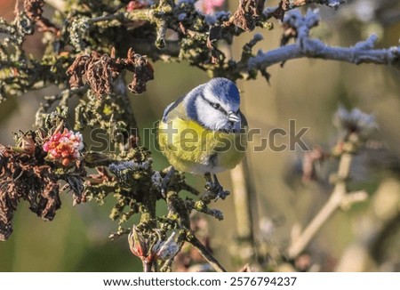 Similar – Image, Stock Photo Blue tit in sunlight