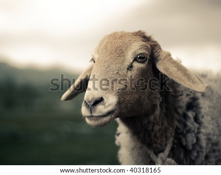 Sheep face