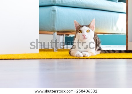 Office cat sitting on yellow carpet between pieces of office furniture. Lifestyle image of a pet kitten in office environment. Concept of relaxation at work
